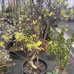 Cornus controversa ‘Variegata’
