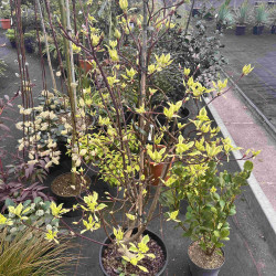 Cornus controversa ‘Variegata’