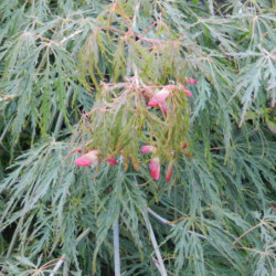 Acer palmatum Dissectum