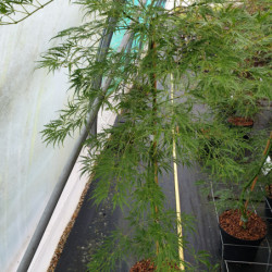 Acer palmatum Dissectum