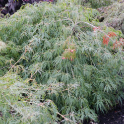Acer palmatum Dissectum