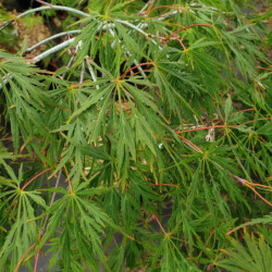 Acer palmatum Dissectum