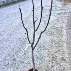 Ficus carica ‘Goutte d'Or’
