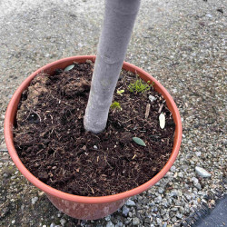 Ficus carica ‘Goutte d'Or’