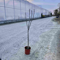 Ficus carica ‘Col de dame blanc’