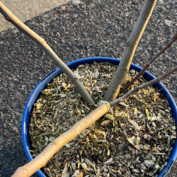 Ficus carica ‘Bornholms Diamant’