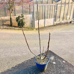 Ficus carica ‘Bornholms Diamant’