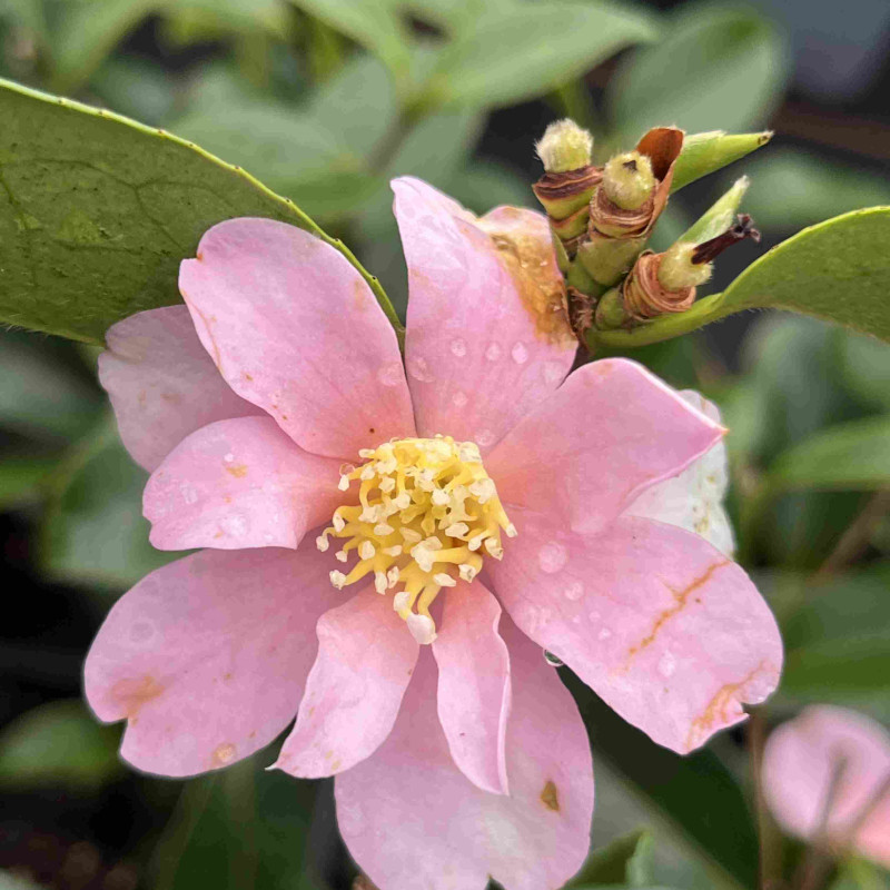 Camellia sasanqua Yume