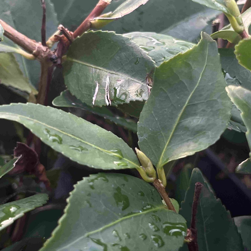 Camellia x lutchuensis High Fragrance