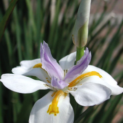 Dietes iridioides - Iris sud-africain sauvage