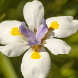 Dietes iridioides - Iris sud-africain sauvage