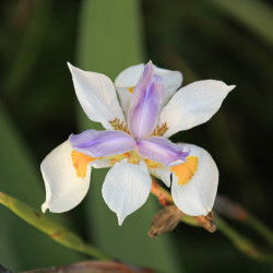 Dietes iridioides - Iris sud-africain sauvage