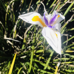 Dietes iridioides - Iris sud-africain sauvage