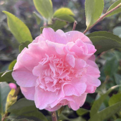 Camellia x lutchuensis Sweet Emily Kate