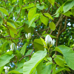 Magnolia acuminata ‘Blue Opal’