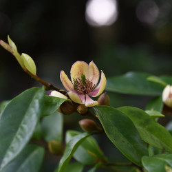 Michelia figo ‘White caviar’