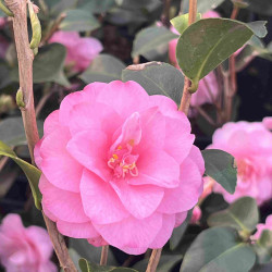 Camellia cuspidata Spring Festival