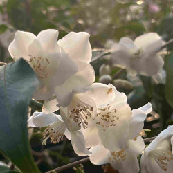 Camellia tsaii
