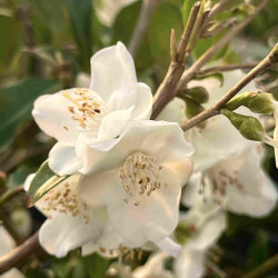 Camellia tsaii