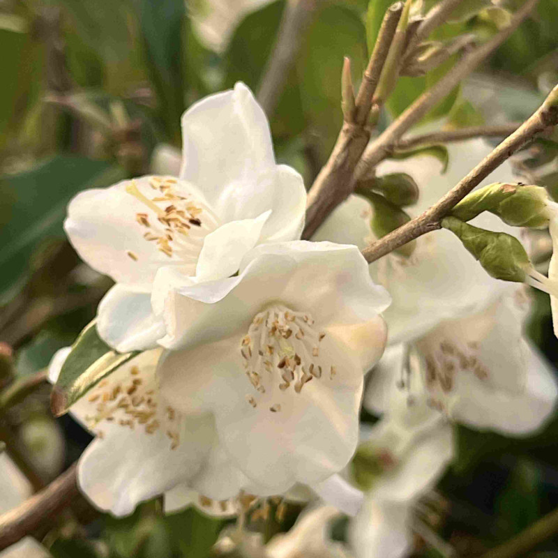 Camellia tsaii