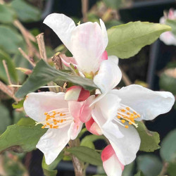 Camellia lutchuensis var. minutiflora