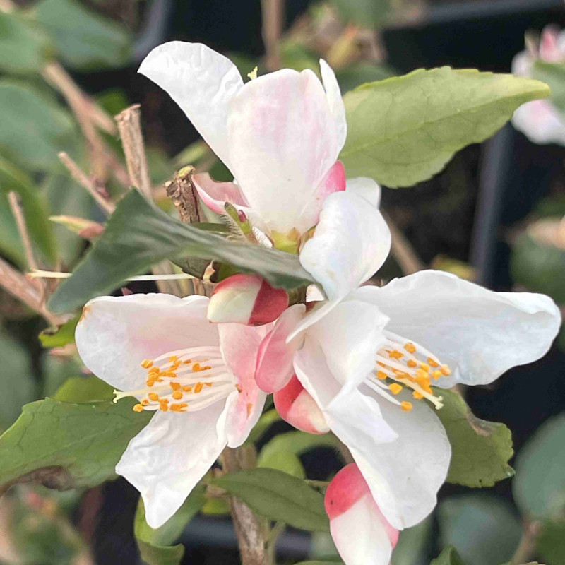Camellia lutchuensis var. minutiflora