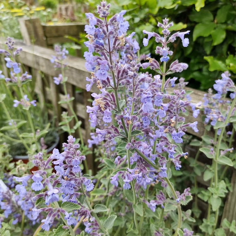 Nepeta faassenii ‘Six Hills Giant‘