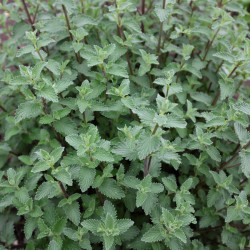 Nepeta faassenii ‘Six Hills Giant‘