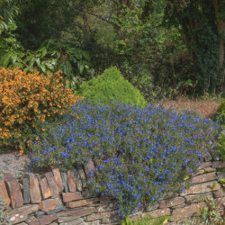 Lithodora diffusa ‘Heavenly Blue’