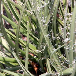 Hesperaloe parviflora ‘Rubra‘