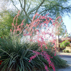 Hesperaloe parviflora ‘Rubra‘