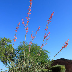 Hesperaloe parviflora ‘Rubra‘