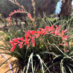 Hesperaloe parviflora ‘Rubra‘