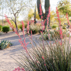 Hesperaloe parviflora ‘Rubra‘