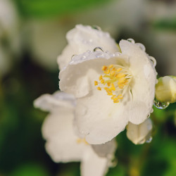 Philadelphus coronarius