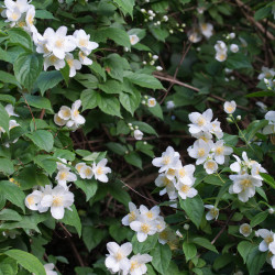 Philadelphus coronarius