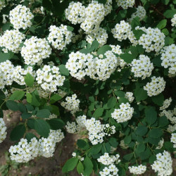 Spiraea vanhouttei