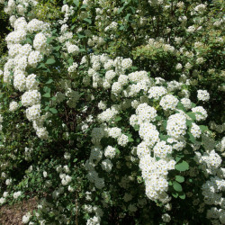 Spiraea vanhouttei