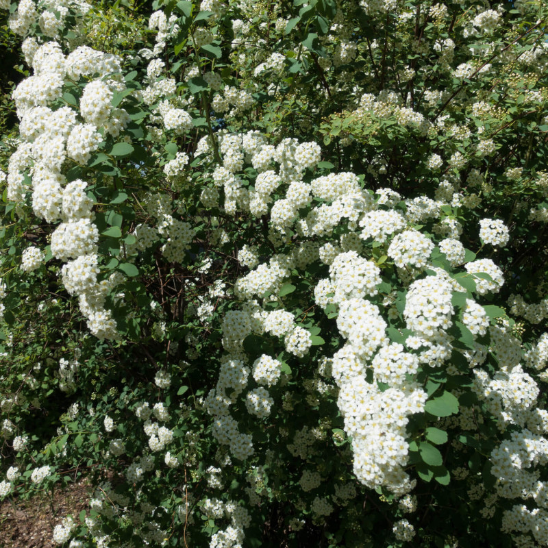 Spiraea vanhouttei