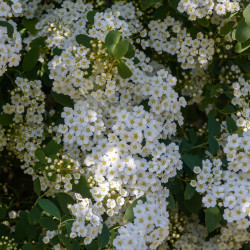 Spiraea vanhouttei