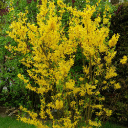 Forsythia intermedia ‘Lynwood‘