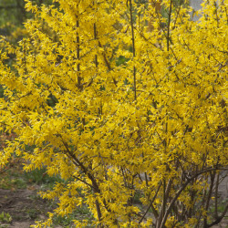Forsythia intermedia ‘Lynwood‘