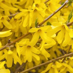Forsythia intermedia ‘Lynwood‘