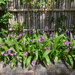 Bletilla striata