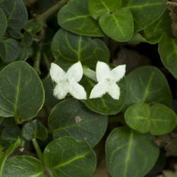 Mitchella repens