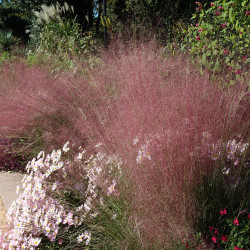 MUHLENBERGIA Capillaris 'Ruby'