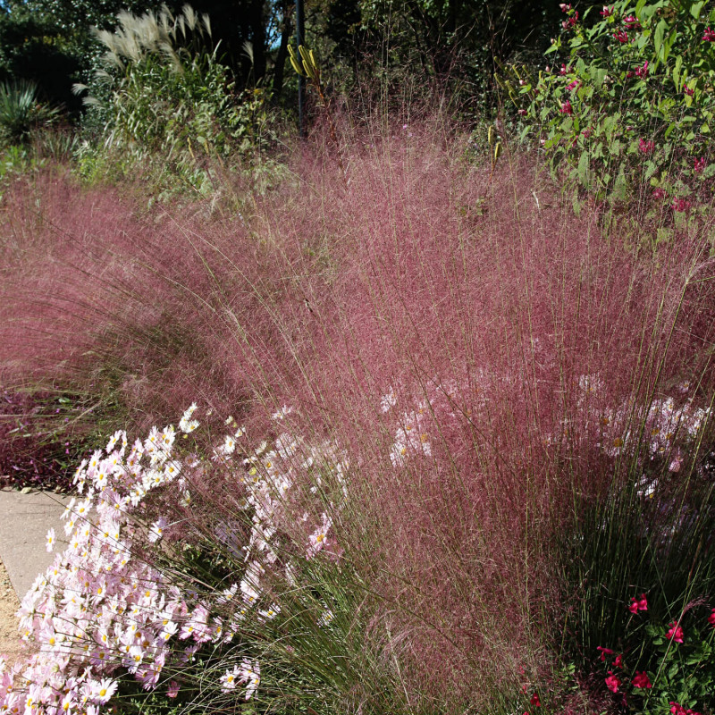 MUHLENBERGIA Capillaris 'Ruby'