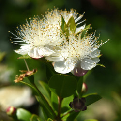 Myrtus communis 'Nana'