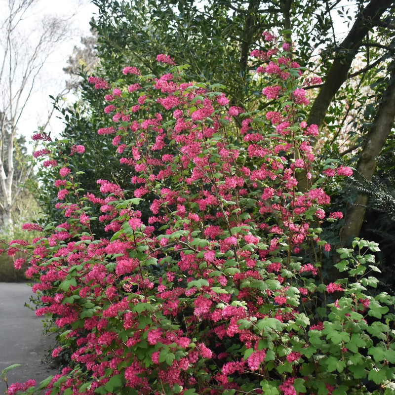Ribes sanguineum ‘King Edward VII’