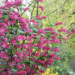 Ribes sanguineum ‘King Edward VII’